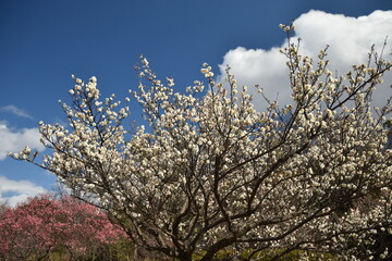 青空と梅の花