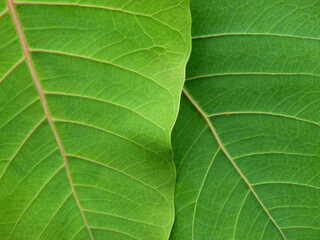 close up green bodhi leaf texture