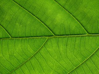 Fototapeta na wymiar green teak leaf texture background