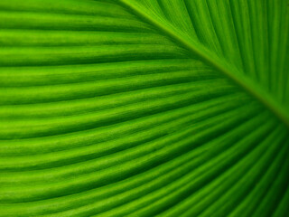 green leaf of Siam Tulip ( Curcuma alismatifolia )