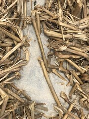 Taboa Costa Dourada Bahia