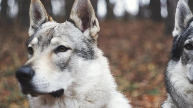 Two grey wolves or wolfhounds sitting ground, front head closeup view, forest background
