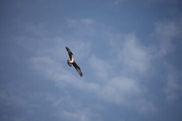 Osprey flying at sky