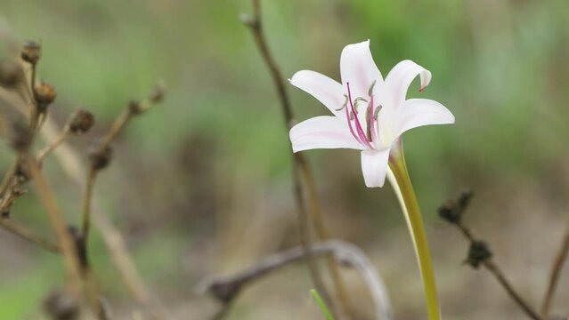 Close up fixed shot of a pink Zephyrlily moving with the wind of Central Kalahari Game Reserve in Botswana Southern Africa