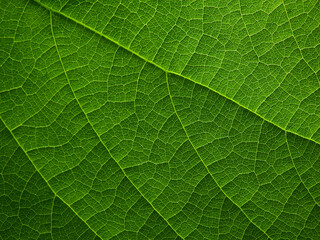 Fototapeta na wymiar close up fresh green leaf texture