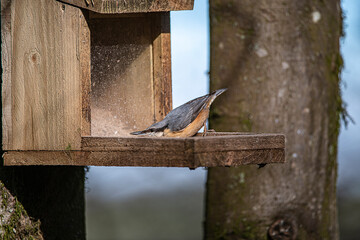 nuthatch 