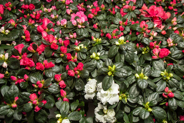 red little flowers, background texture