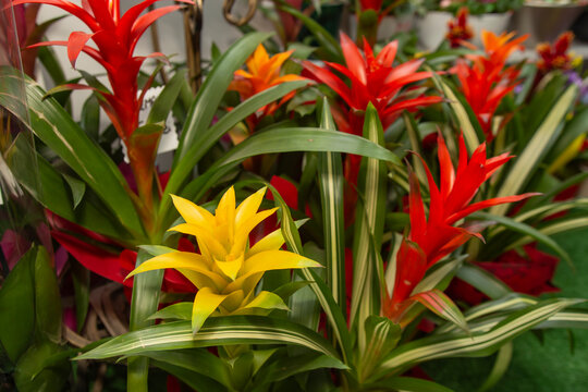 Guzmania red and yellow flowers, in a flower shop 