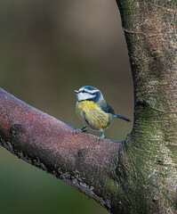 Blue Tit