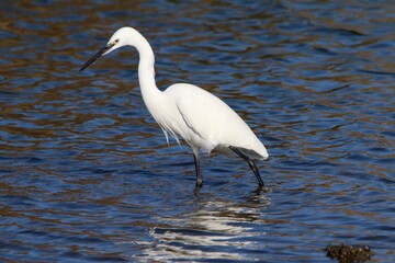 Aigrette Garzette