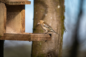 Chaffinch 