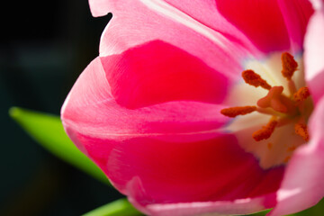 Fototapeta na wymiar Inner part of pink tulip flower bud with smooth delicate petals. Tulips heart with yellow pistil, stamens macro photo. Flowers background for a greeting card. Spring, summer seasonal flora full bloom.