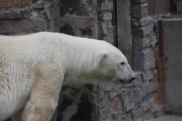 polar bear on the rock