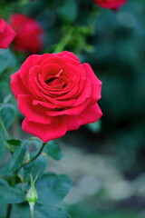 Rose Flower, International Rose Test Garden
