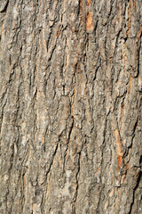 Common catalpa