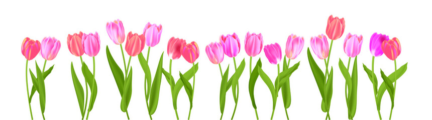 Border of spring blossom tulips