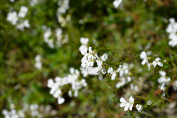 Spreading rock cress