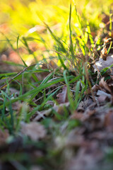Grass on the ground