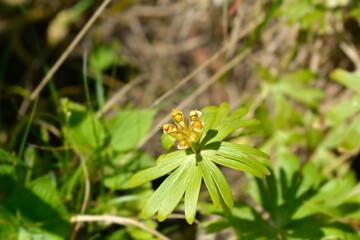 Winter aconite