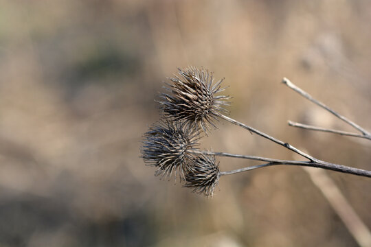 Lesser burdock