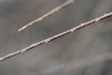 Bearberry cotoneaster