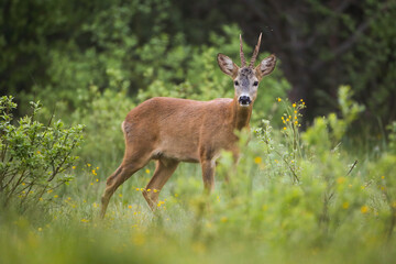 Alert roe deer, capreolus capreolus, buck looking into camera on a green clearing in summer nature. Attentive wild mammal with orange fur and antlers from side view. Shy animal wildlife.