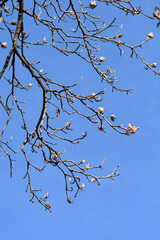 Tulip tree