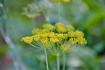 beautiful sprig of flowering dill in summer