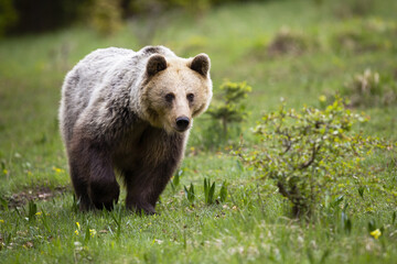 Alert brown bear, ursus arctos, approaching on a meadow with green grass in summer. Attentive wild mammal coming closer from front view. Animal wildlife in nature.