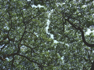 under the big tree with sunlight in the park