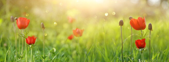 photo of red poppy in the green field at sun light