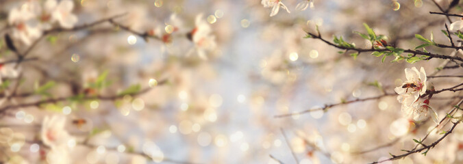 background of spring cherry blossoms tree. selective focus