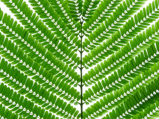 green leaf of Barbados Pride tree ( Caesalpinia pulcherrima (L.) Sw. )
