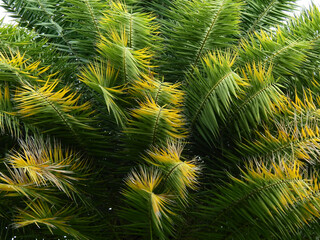 Silver date palm tree ( Phoenix sylvestris (L.) Roxb. )