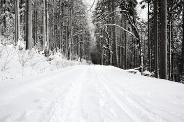 Snow Covered Forest Path during Cold Weather. Winter Landscape with Snowy Trees.