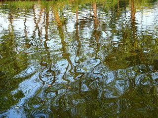 abstract water reflection of tree in the pond