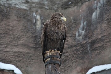 the eagle is sitting on a log