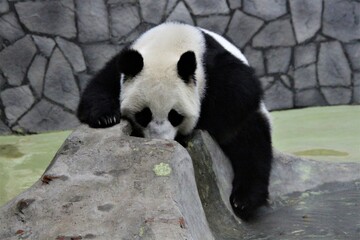 giant panda eating