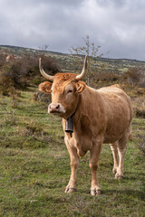 Pyrenean breed cow grazing freely