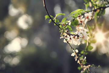 background of spring cherry blossoms tree. selective focus