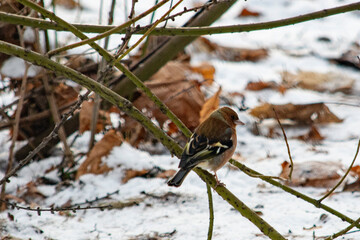 wiewiórka  © Dariusz Grochal 