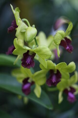 Fototapeta premium purple and green