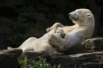 Polar bear (Ursus maritimus) with its cub