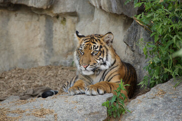 Sumatran tiger cub (Panthera tigris sumatrae)
