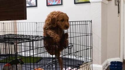 Adorable Mini Goldendoodle Puppy Climbs And Escapes Out Of Her Pen, Home Alone She Breaks Out and Jumps Into Livingroom. Close Up