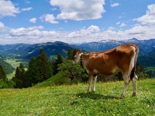 Fototapeta na wymiar Cow at Hittisberg in Bregenzerwald. Vorarlberg, Austria.