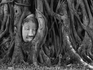 Head of Sandstone Buddha in The Tree Roots at Wat Mahathat, Ayutthaya, Thailand