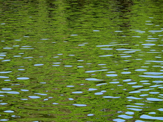 abstract water reflection of the green in nature