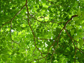 Fototapeta na wymiar fresh green leaf of spring tree