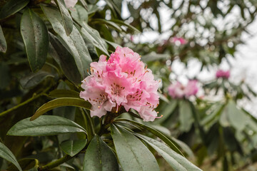Pink rhododendron flower in bloom in winter